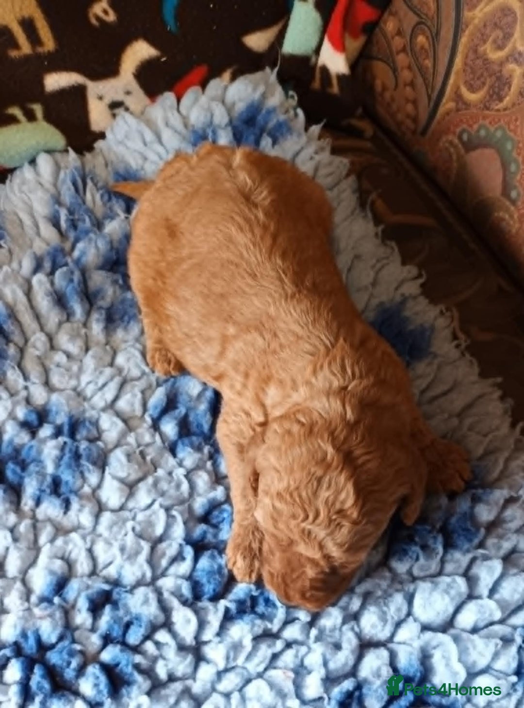 Labradoodle dogs for sale: F1b MINIATURE LABRADOODLES. 5* LICENCED BREEDER. - Image 12