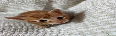 Ginger Male