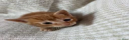 Mixed Breed cats for sale: Beautiful Kittens For Sale  - Advert 3
