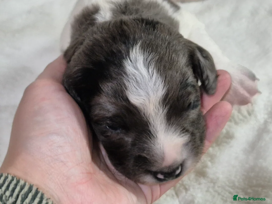 Sprollie dogs for sale: 3/4 Springer Spaniel Puppies - Sprollies - Advert 6