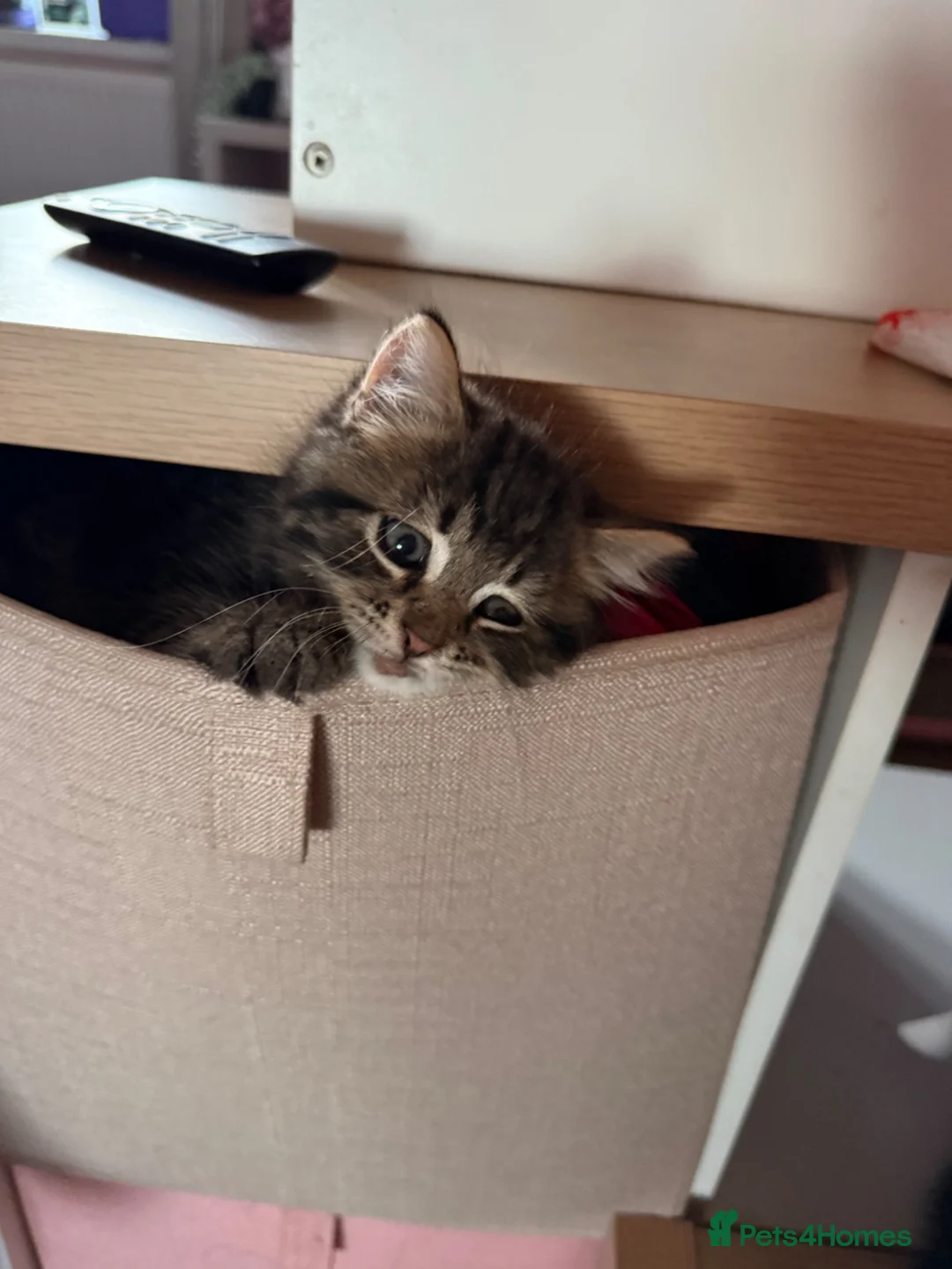 Domestic Shorthair cats for sale: ONLY 2 LEFT - 6 gorgeous tabby / black kittens  - Advert 1