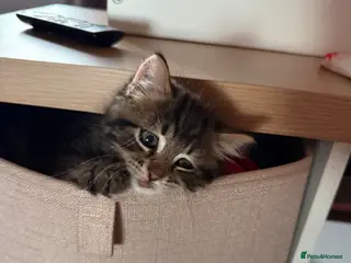 Domestic Shorthair cats 6 gorgeous tabby / black kittens - Advert 2