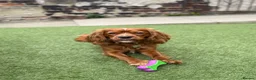 Mixed Breed dogs for sale: Beautiful Cockalier Puppies for Sale in Halifax - Advert 11