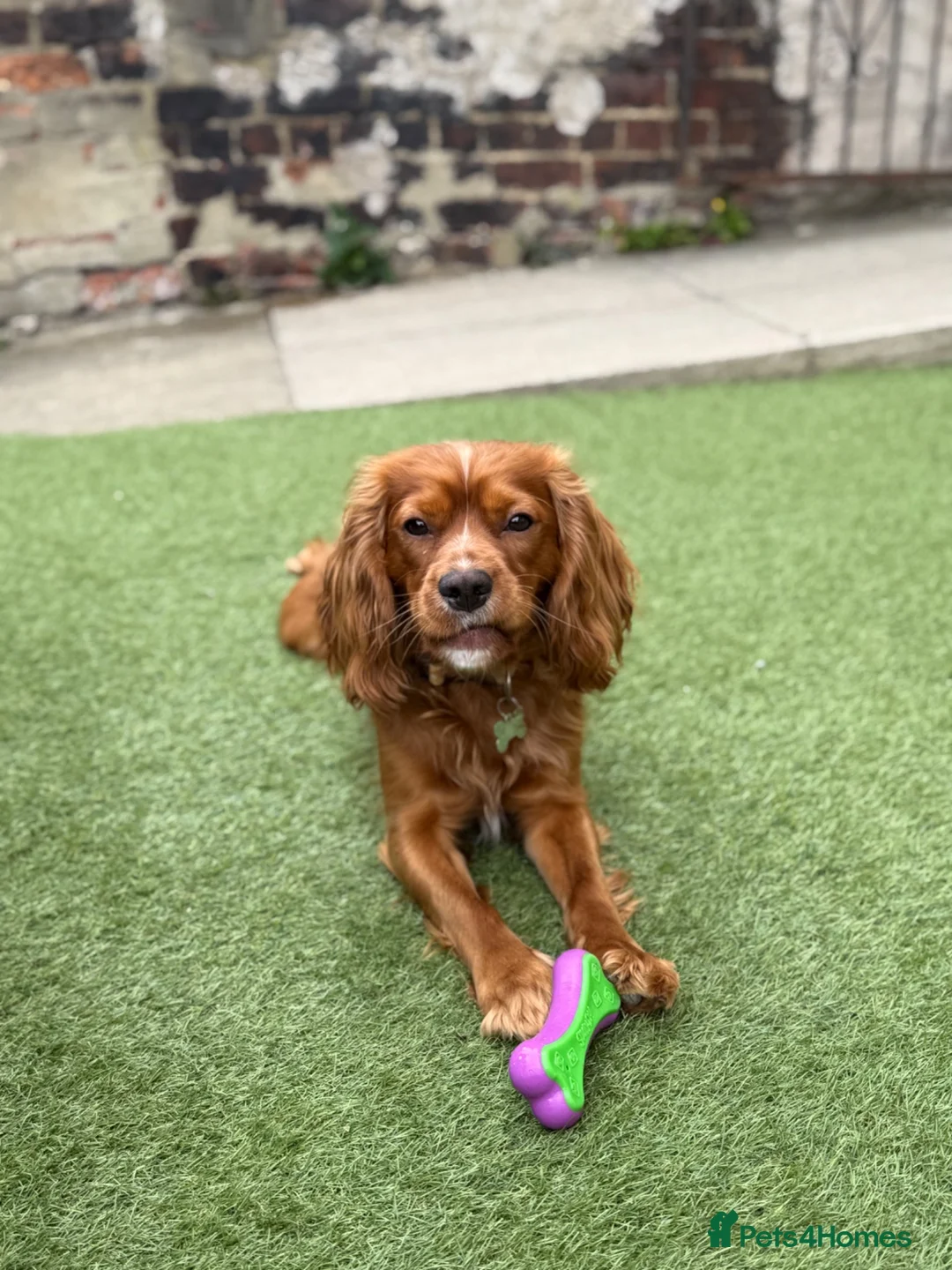 Mixed Breed dogs for sale: Beautiful Cockalier Puppies for Sale in Halifax - Advert 11