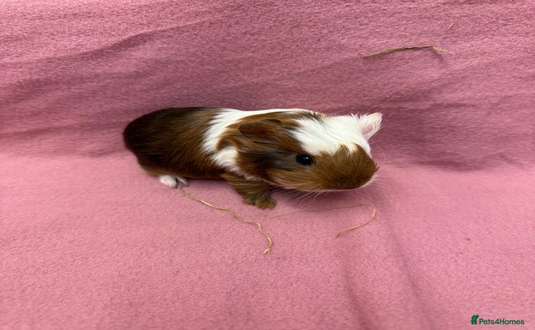 Guinea Pig rodents - Advert 2