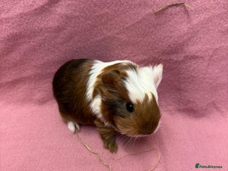 Guinea Pig rodents - Advert 18
