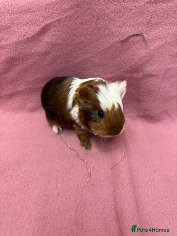 Guinea Pig rodents - Advert 2