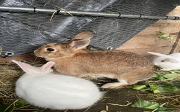 Mixed Breed rabbits for sale: Baby Rabbits and a Mama & female baby.  - Image 8