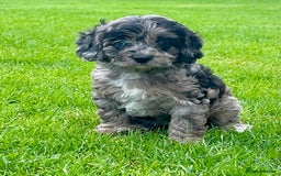 Cavapoo dogs for sale: Stunning Cavapoo puppies - Image 2