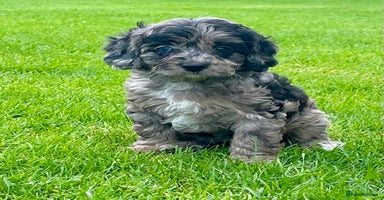 Cavapoo dogs - Advert 5