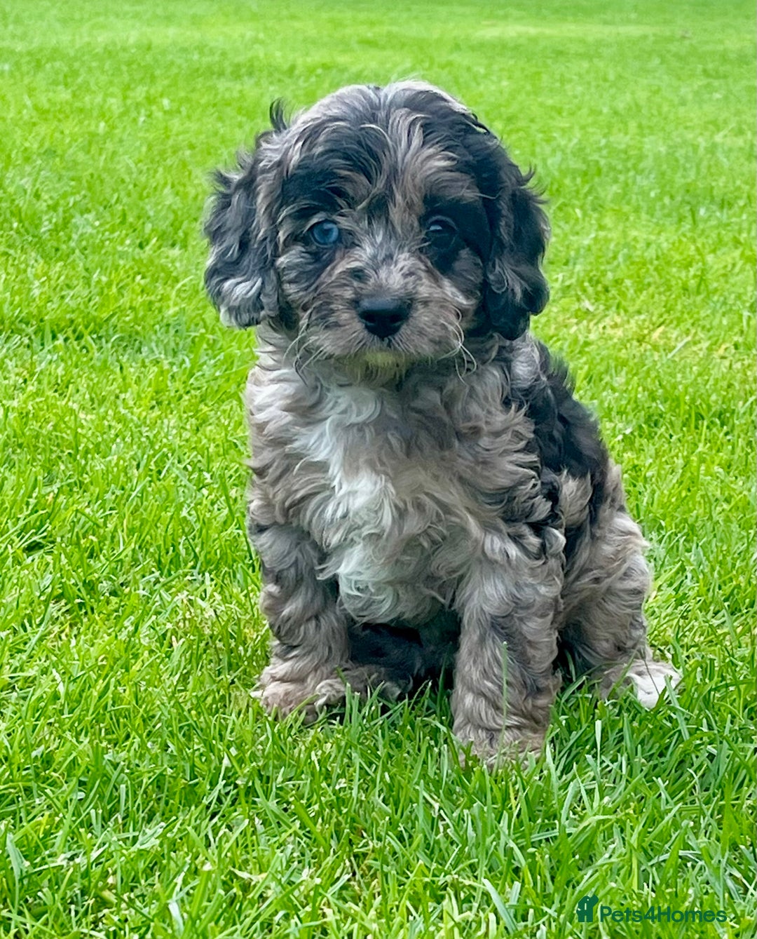Cavapoo dogs for sale: Stunning Cavapoo puppies - Image 2