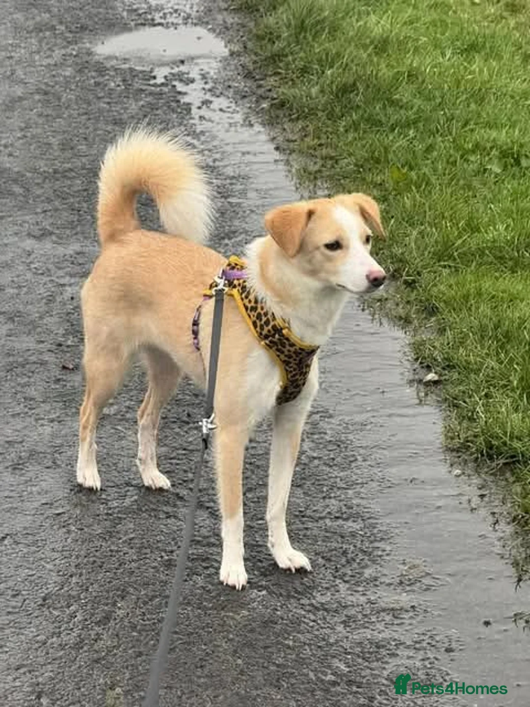 Mixed Breed dogs for adoption: Meet Raquel, currently residing in Burnley in Burnley - Advert 2