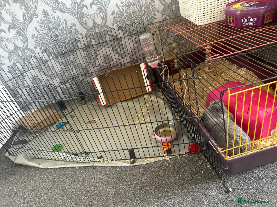 Mini Lop rabbits for sale: mini lop rabbit  - Advert 2