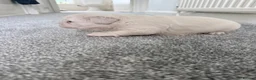French Bulldog dogs for sale: RARE FLUFFY FRENCHIE PUPPIES!! - Advert 10