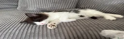 Mixed Breed cats for sale: 2 BLACK AND WHITE MALE DLH READY NOW - Advert 6