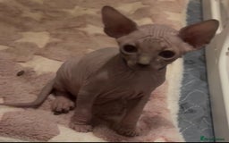 Sphynx cats for sale: Sphinx kittens for sale. Born 06/10/2025 - Image 3