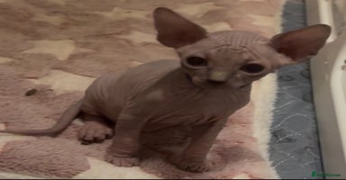 Sphynx cats - Advert 7