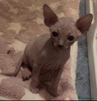 Sphynx cats - Advert 5