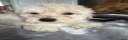 Mixed Breed dogs for sale: Adorable Bichon Frise Puppies for Sale  - Advert 12