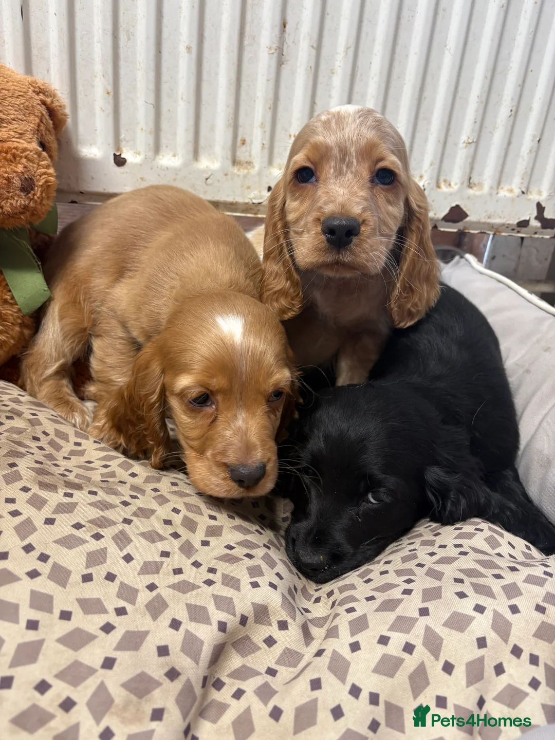 Cocker Spaniel dogs for sale: Show type cocker spaniels  - Advert 9