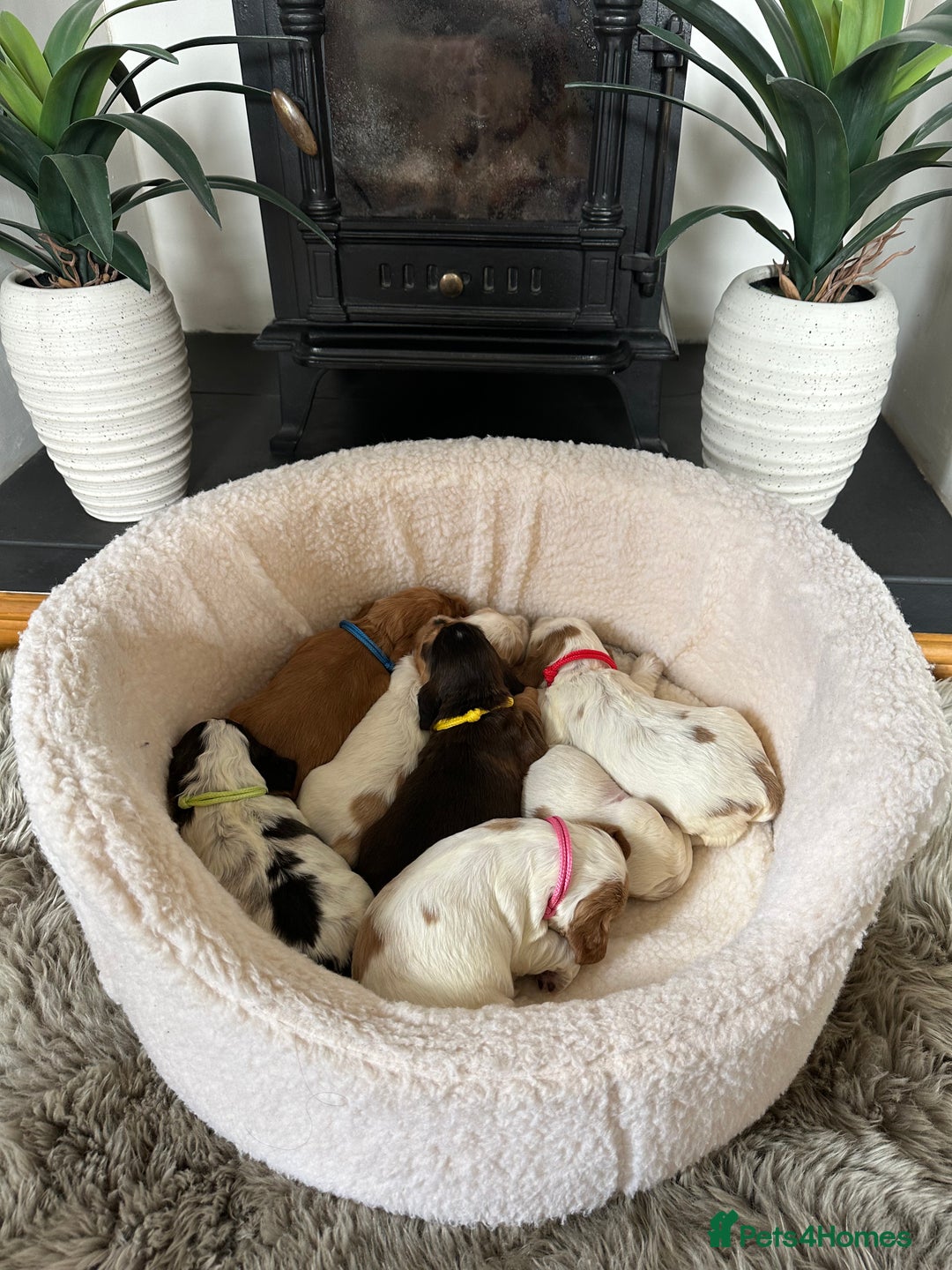 Cocker Spaniel dogs for sale: Extensively Health Tested KC Reg Puppies  - Image 23