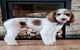 Labradoodle dogs for sale: Therapy breeder 5th gen miniature F1bbbb - Image 2