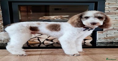 Labradoodle dogs - Advert 11