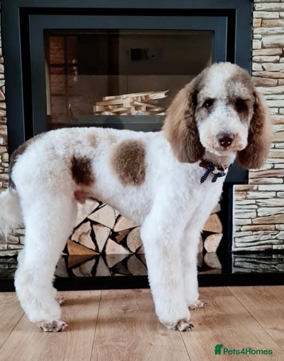 Labradoodle dogs for sale: Therapy breeder 5th gen miniature F1bbbb - Image 2