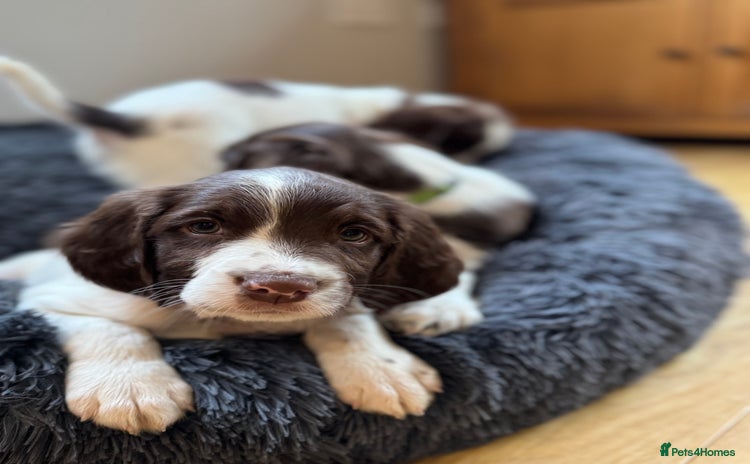 English Springer Spaniel dogs - Advert 1