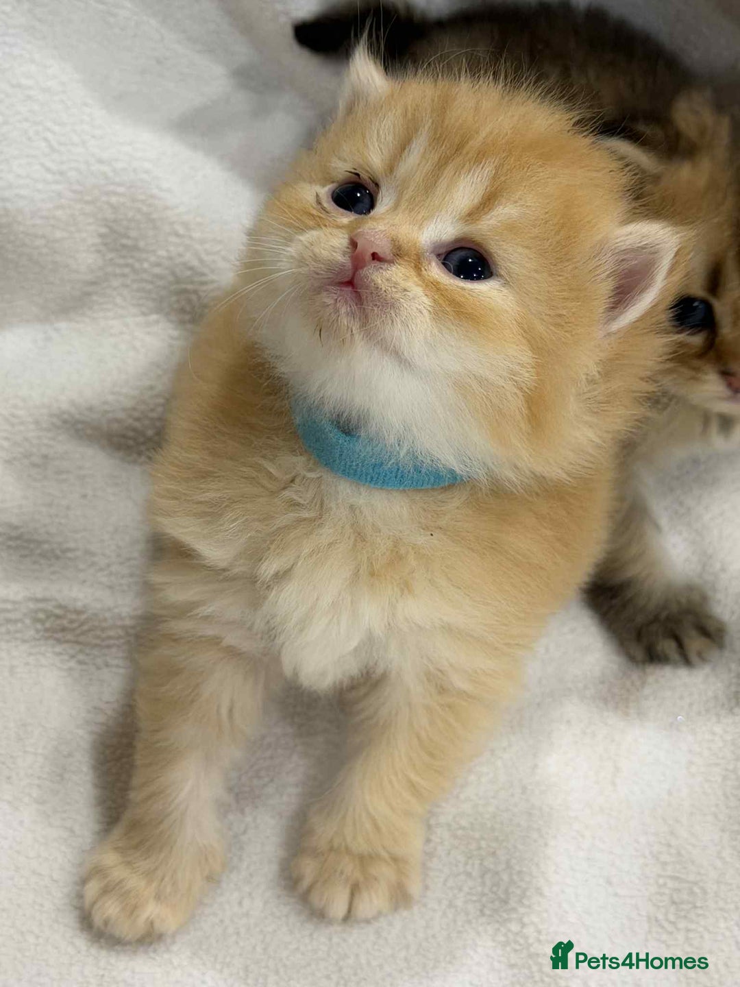 British Longhair cats for sale: ⭐️STUNNING GOLDEN BRITISH LONGHAIR TICA KITTENS⭐️ - Advert 6