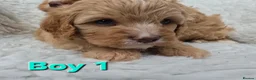 Cavapoo dogs for sale: Quality F1 Cavapoos. in Stockport - Advert 7