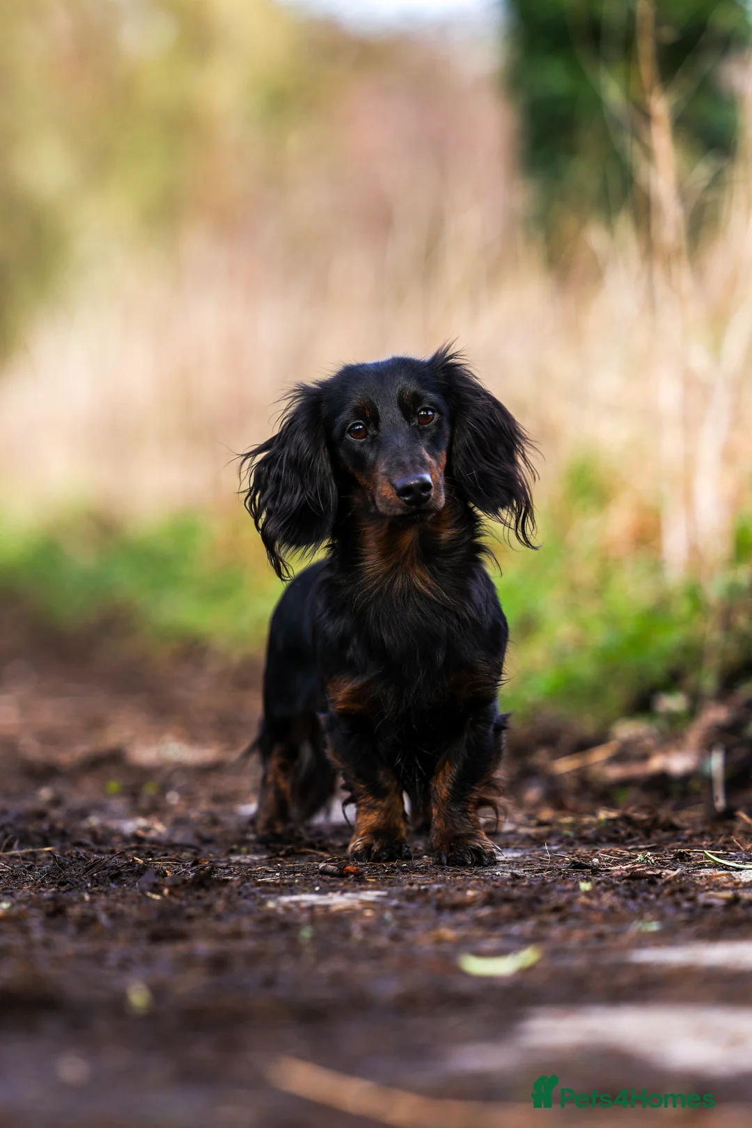 Miniature Dachshund dogs for stud: Exceptional brindle longhaired Stud  - Advert 8