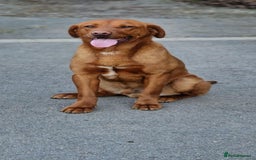 Labrador Retriever dogs for stud: Fully Health tested fox red Labrador for stud in Holywell - Image 4