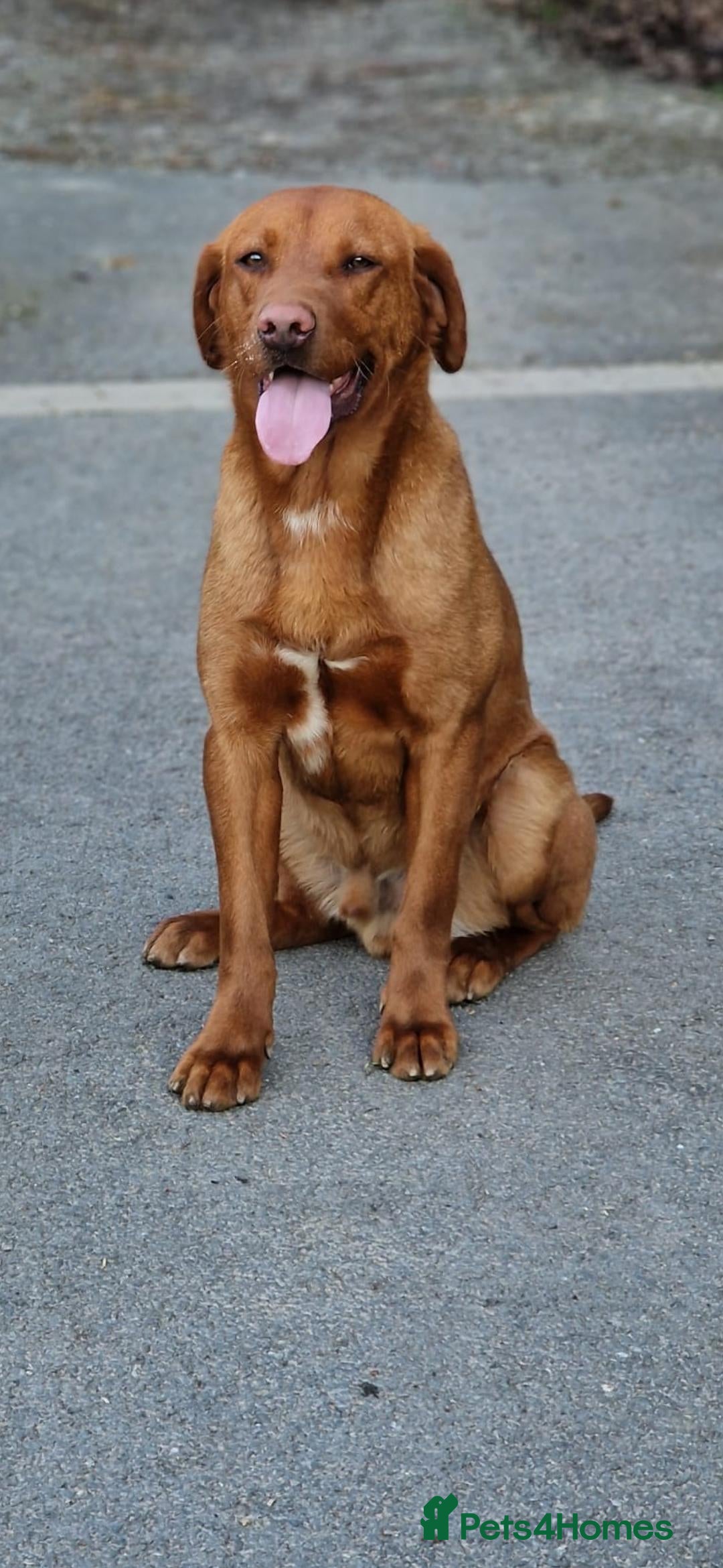 Labrador Retriever dogs for stud: Fully Health tested fox red Labrador for stud in Holywell - Image 4