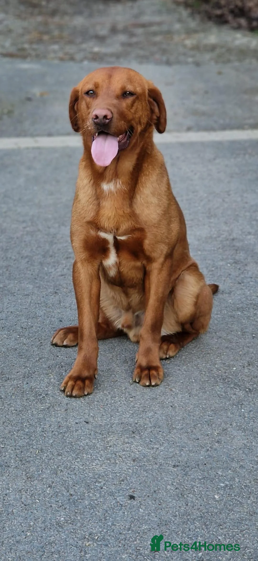 Labrador Retriever dogs for stud: Fox Red Labrador - Fully Health Tested in Holywell - Advert 4