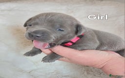 Staffordshire Bull Terrier dogs for sale: Staffordshire Bull Terrier Puppy - Image 10