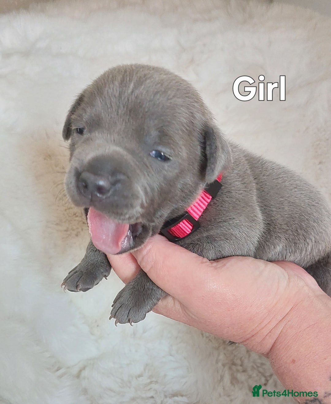 Staffordshire Bull Terrier dogs for sale: Staffordshire Bull Terrier Puppy - Image 10
