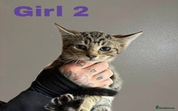 Domestic Shorthair cats for sale: 3 lovely kittens ready to find their forever home - Image 4