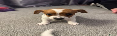 Jack Russell Puppy 3