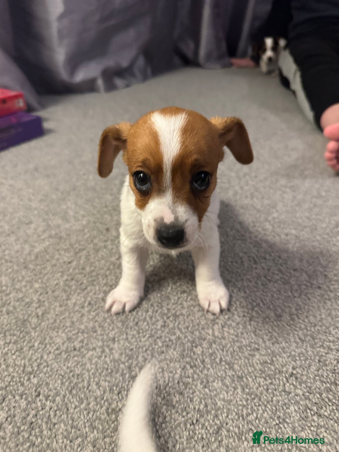 Jack Russell dogs for sale: Gorgeous Jack Russell Puppies For Sale  - Advert 10
