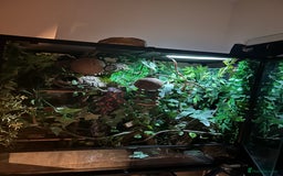 Gecko reptiles for sale: Harlequin Tricolour Crested Gecko + Large Tank - Advert 23