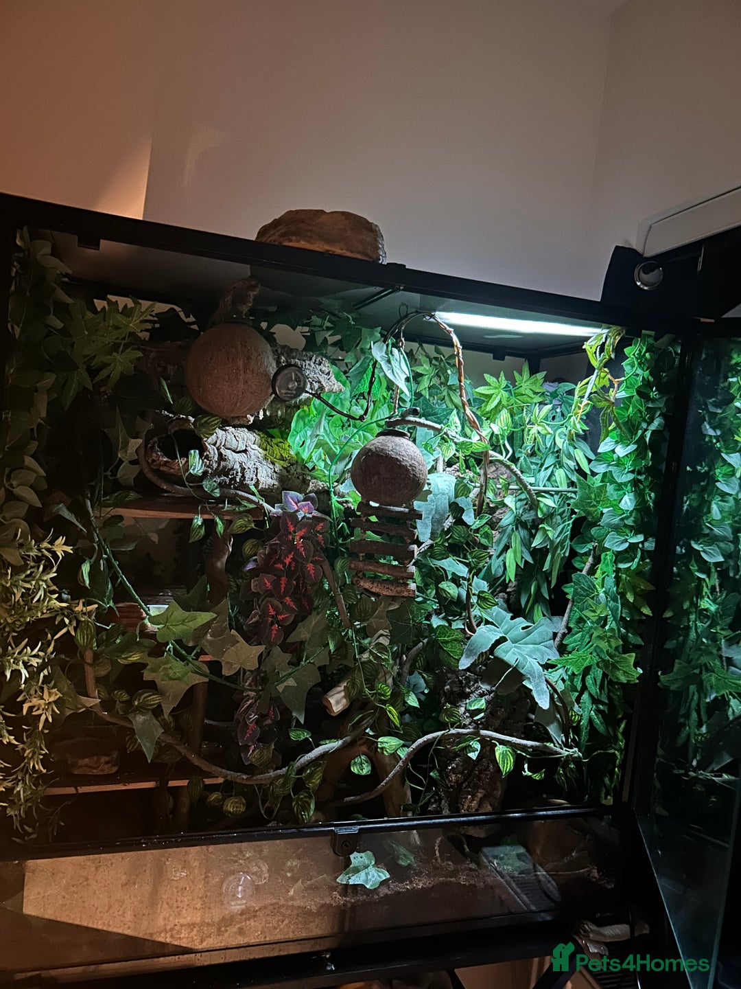 Gecko reptiles for sale: Harlequin Tricolour Crested Gecko + Large Tank - Advert 23