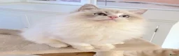 Ragdoll cats for sale: READY NOW *** GCCF REGISTERED RAGDOLL KITTENS - Advert 12