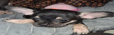 Pomchi 4
