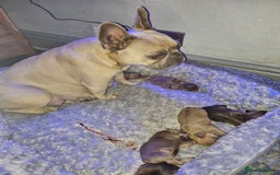 French Bulldog dogs for sale: Gorgeous french bulldogs - Image 17