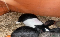Dutch rabbits for sale: All mixed rabbits £60 each open to offers  - Advert 7