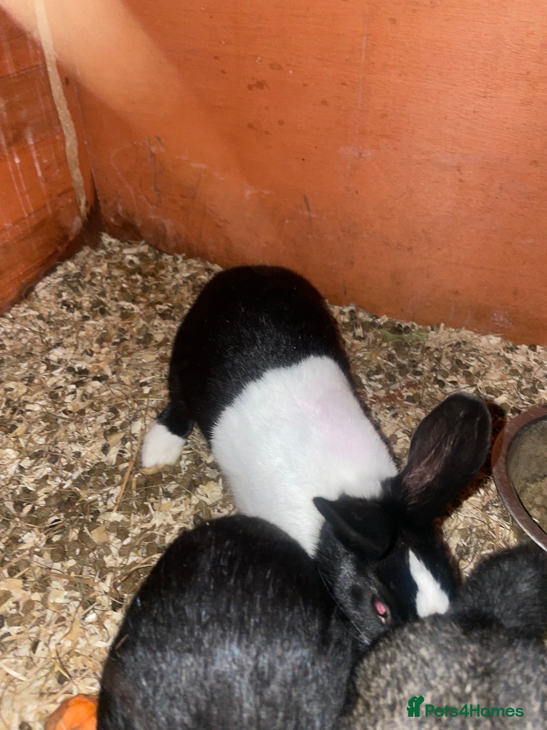 Dutch rabbits for sale: All mixed rabbits £60 each open to offers  - Advert 7