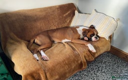 Boxer dogs for sale: KC Registered Boxer puppies  - Image 26