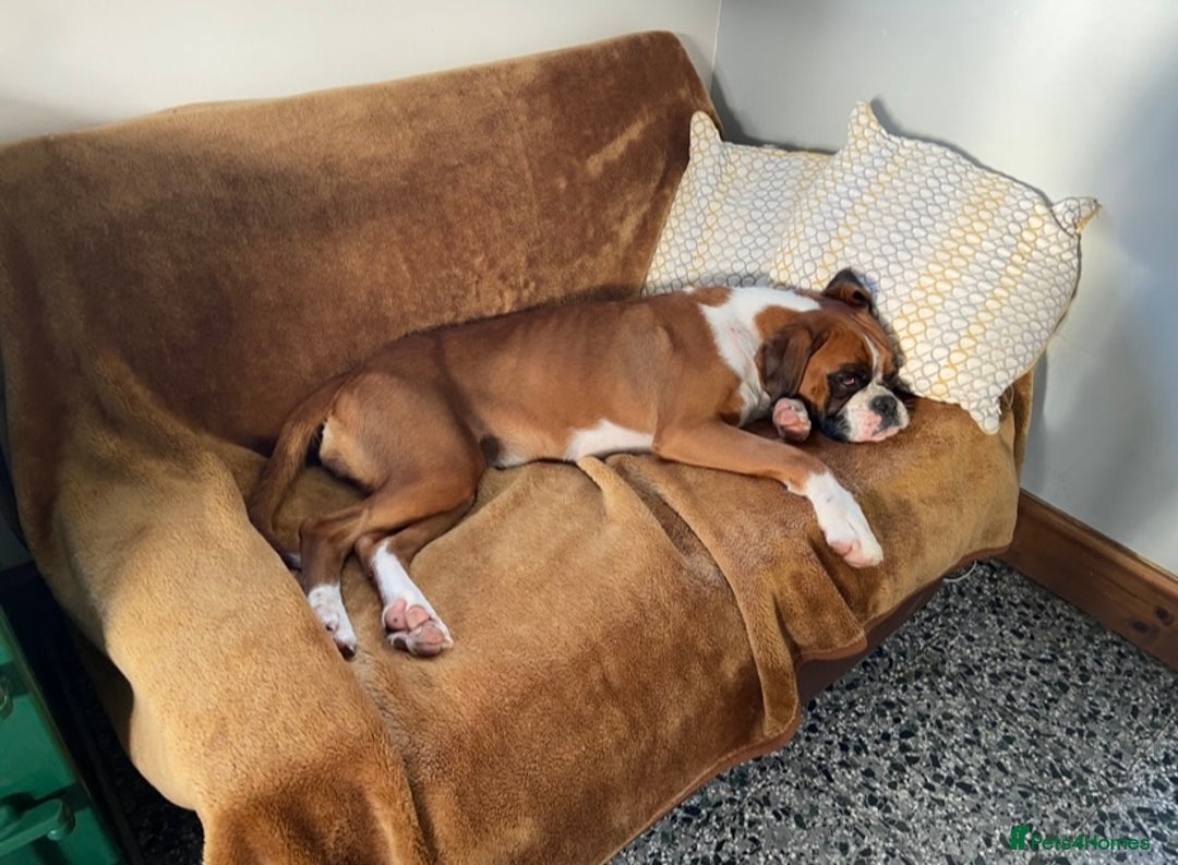 Boxer dogs for sale: KC Registered Boxer puppies  - Image 26