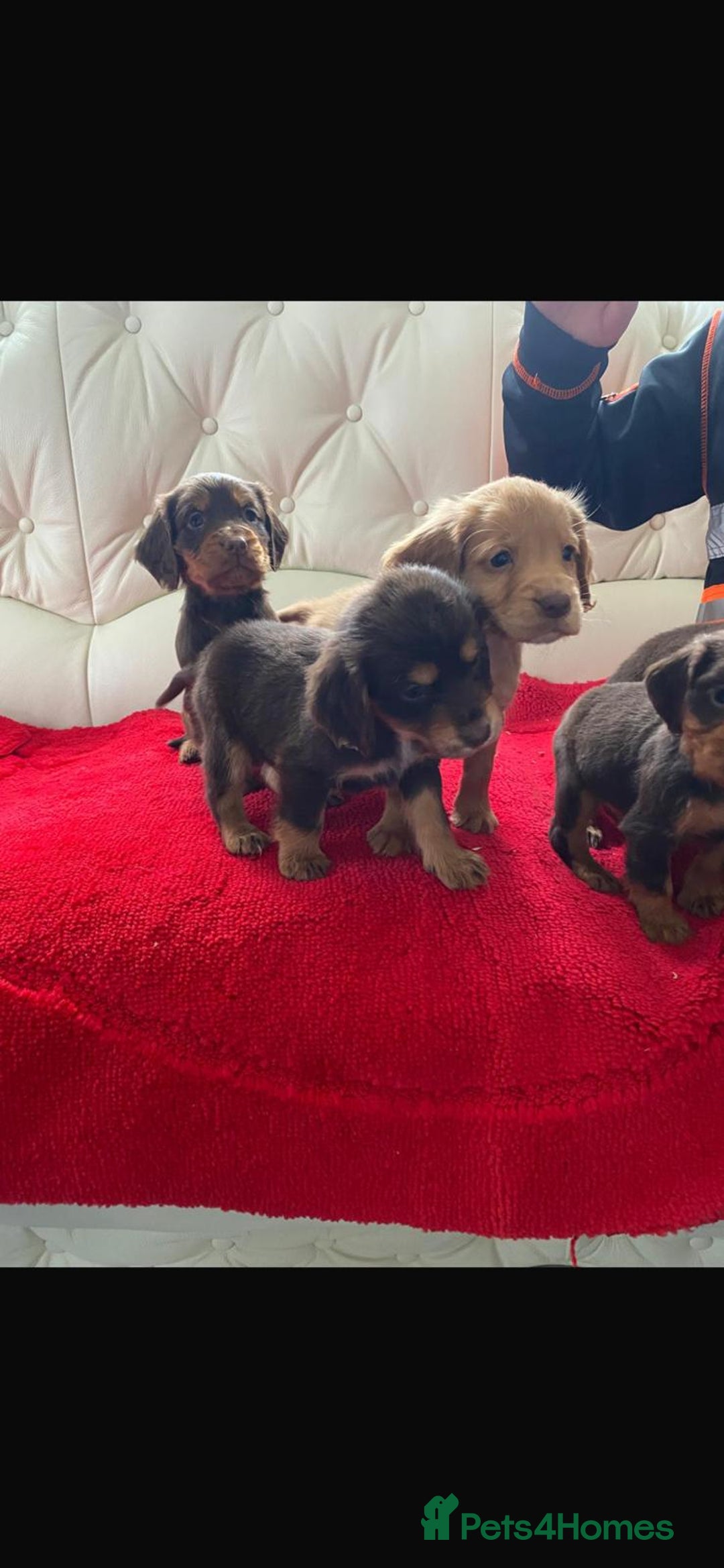 Cocker Spaniel dogs for sale: Beautiful litter of cocker spaniel puppys - Advert 11